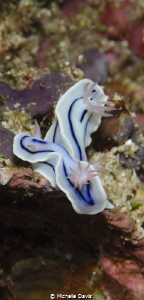Lembeh Straits by Michelle Davis 